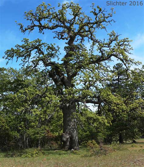 Oregon White Oak Quercus Garryana Var Garryana