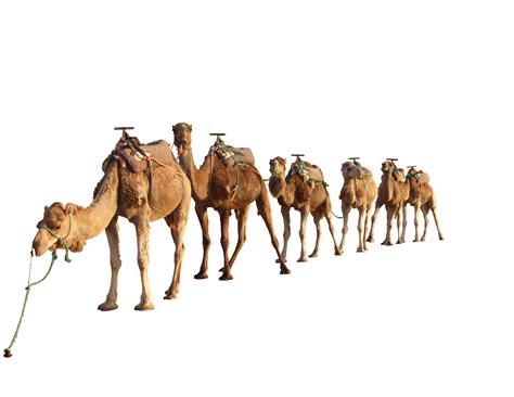 Camel Png Transparent Image Download Size 1971x1523px