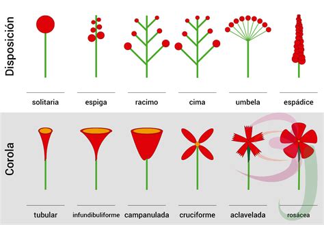 Descubramos Las Flores Enciclopedia Joskat