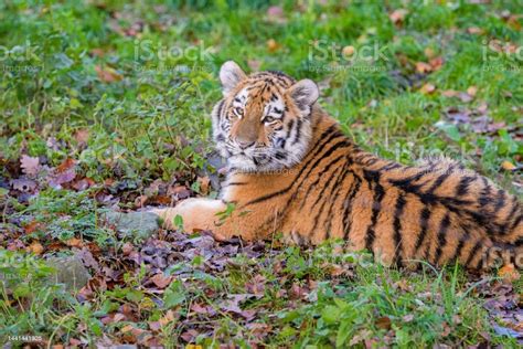 Portrait Of A Royal Bengal Tiger Alert And Staring At The Camera Tiger