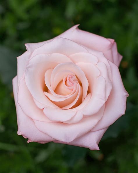 Beautiful Light Pink Rose Flower Images Best Flower Site