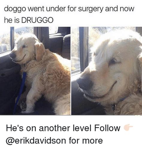Doggo Went Under For Surgery And Now He Is Druggo Hes On Another Level