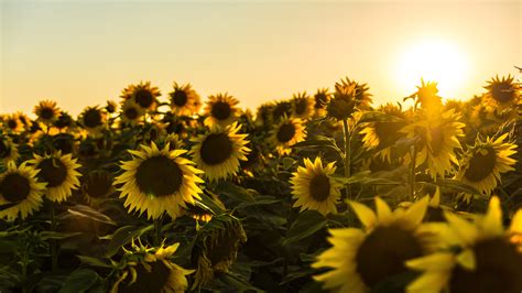 Sunflowers Field During Sunset 4k 5k Hd Flowers Wallpapers Hd