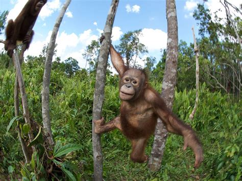Imax Born To Be Wild 3d Documents Efforts To Rescue Baby Orangutans