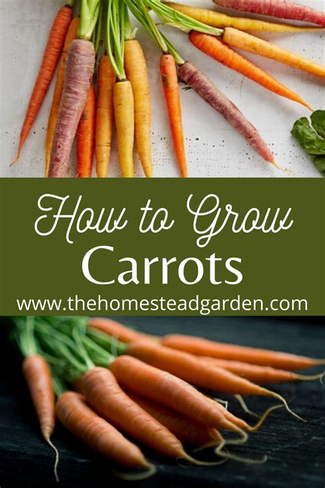 How To Grow Carrots Carrots Real Food Recipes Harvesting Carrots