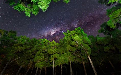 Wallpaper Sunlight Trees Forest Night Nature Plants Green Star