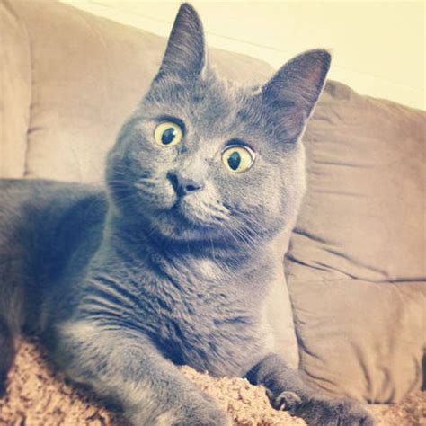 This Funny Kitty Looks Always Surprised 17 Pics