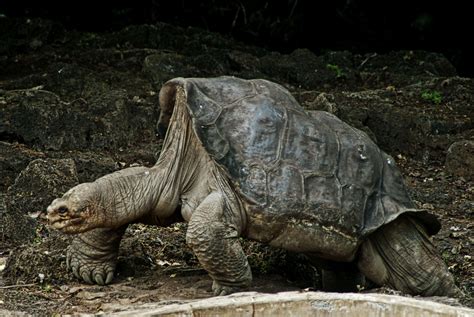 Galapagos Islands Tortoises Wallpapers Wallpaper Cave