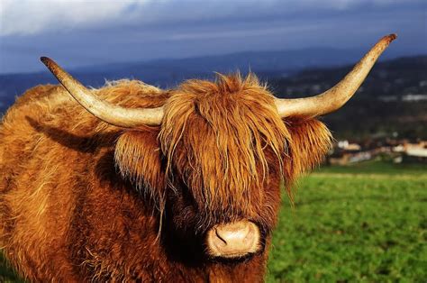 Highland Cattle Photograph By Drew Rawcliffe