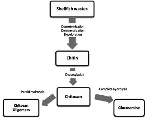 Flow Chart Of Chitosan Production Download Scientific Diagram