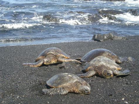 Sea Turtles On Black Sand Beach In Punaluu On Big Island Of Hawaii