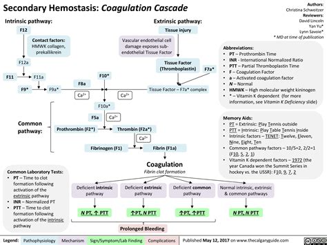 Secondary Hemostasis Coagulation Cascade Calgary Guide