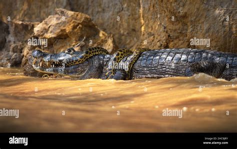 Anaconda Caiman Hi Res Stock Photography And Images Alamy