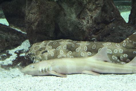 Spotted Wobbegong And Brown Banded Bamboo Shark Zoochat