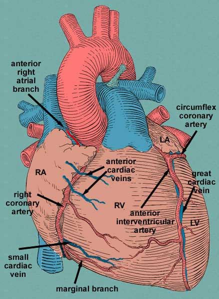 Atrial Branches Of Coronary Arteries Detailed Pedia