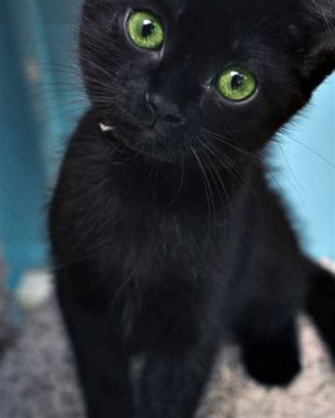 List 104 Pictures Beautiful Black Cat With Green Eyes Sharp