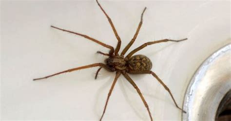 Giant Sex Crazed Spiders Set To Invade Essex Homes As Temperatures Drop