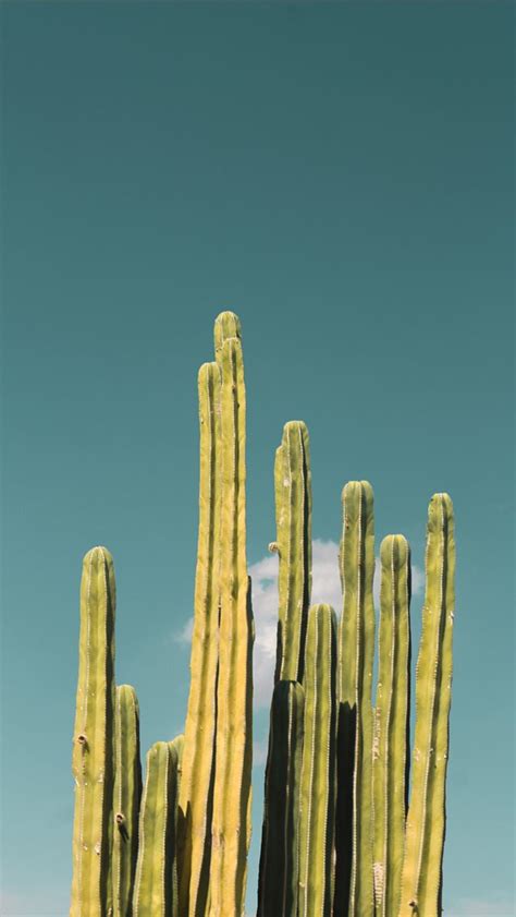 Best Cactus Iphone Hd Wallpapers Ilikewallpaper