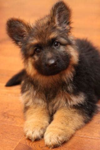 Five males and two females. long haired purebred German Shepherd puppy for Sale in ...