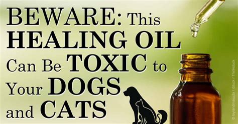 Having explored the essential oil safety issues around pets above, you can say that in general yes, the use of essential oil diffusers is safe around. Tea Tree Oil Poisoning in pets- Sign & Symptoms ...
