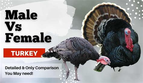 Male Vs Female Turkey The Ultimate Guide And Comparison
