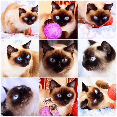 The Fluffy Siamese Cat Top 6 Breed Facts Revealed