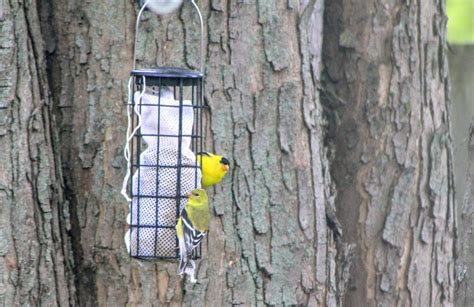 Backyard Birding Tips To Attract Birds To Your Nest Purdue