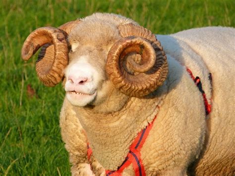 Dorset Sheep The Ram Ready To Play The Field Rolling Harbour Gallery