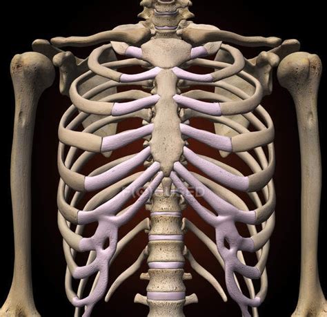 Rib Cage Anatomy Back View Human Rib Cage Anatomy — Human Physiology