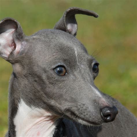 The italian greyhound is a favorite companion of ladies during the renaissance, especially in italy. Italian Greyhound Puppies for Sale