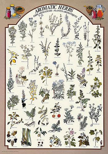 Medicinal Plant Chart Medicinal Plant