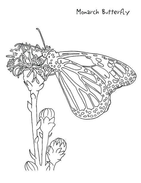 Butterfly Life Cycle Drawing at GetDrawings | Free download