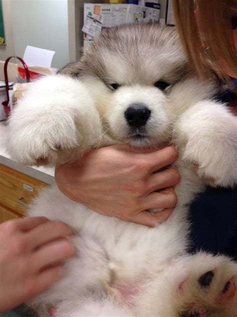 Spin master chubby puppies & friends pink poodle plush 2015. White Wolf : 15 Chubby Alaskan Malamute Puppies That Will Make You Smile