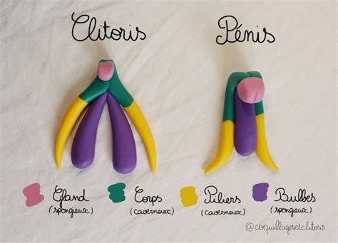 Anatomy Of The Clitoris And Penis 3d Model Handmade Etsy Finland