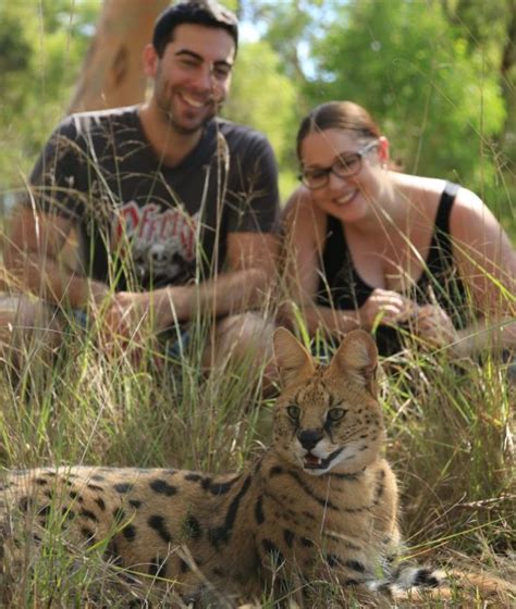 wild cat conservation centre meet a cheetah sydney