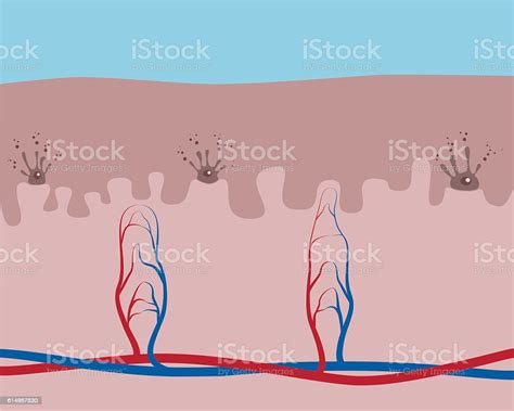 Schema Of Skin Layers Stock Illustration Download Image Now