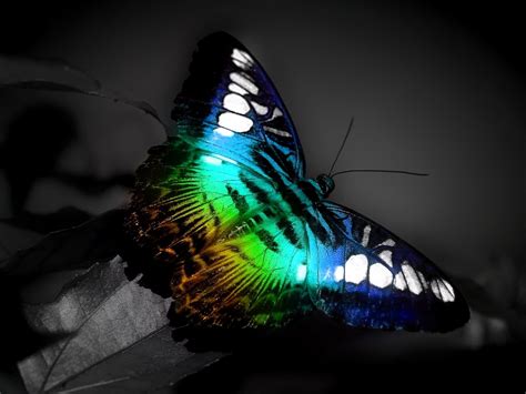 Colorful Butterfly Wallpapers Hd Wallpapers Id 4881