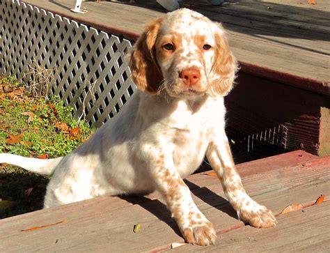 We did not find results for: Puppy Portraits | East Coast Llewellin Setters