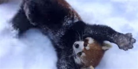 These Red Pandas From The Cincinnati Zoo Are So Excited About The Snow