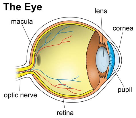 Maintain Your Eyesight And Treat Eye Diseases Alpha Lipoic Acid