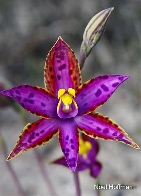 Western Australian Native Orchid Study Orchids Nativity Field Trip