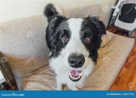 Funny Portrait Of Cute Puppy Dog Border Collie On Couch New Lovely