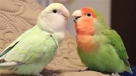 Lovebirds Singing And Talking Lovebirds As Pets Youtube