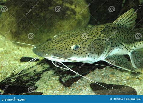 Catfish Stock Image Image Of Fins Barbels Catfish 11523565
