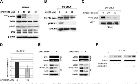 Figure 4 From Npm Alk Oncogenic Kinase Promotes Cell Cycle Progression