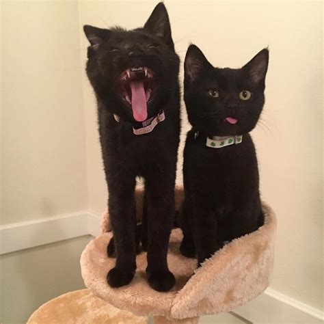 Black Cat Yawn And A Blep Blep