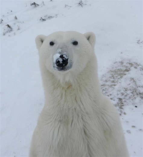 Tundra Time Polar Bears International