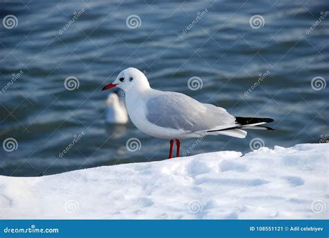 Snow On The Gull Of The Seaside Lonely Gull On Snow In Winter