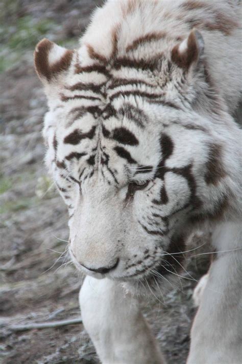 Sasha Male White Tiger Zoochat