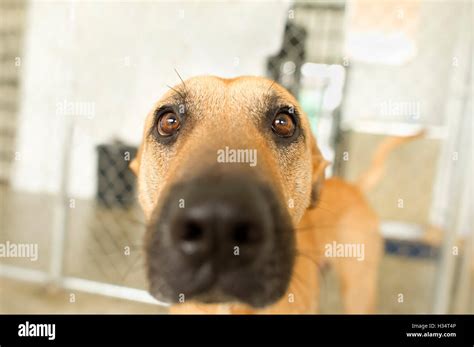 Closeup Doggy And Facial Telegraph